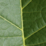 Leaf (2)